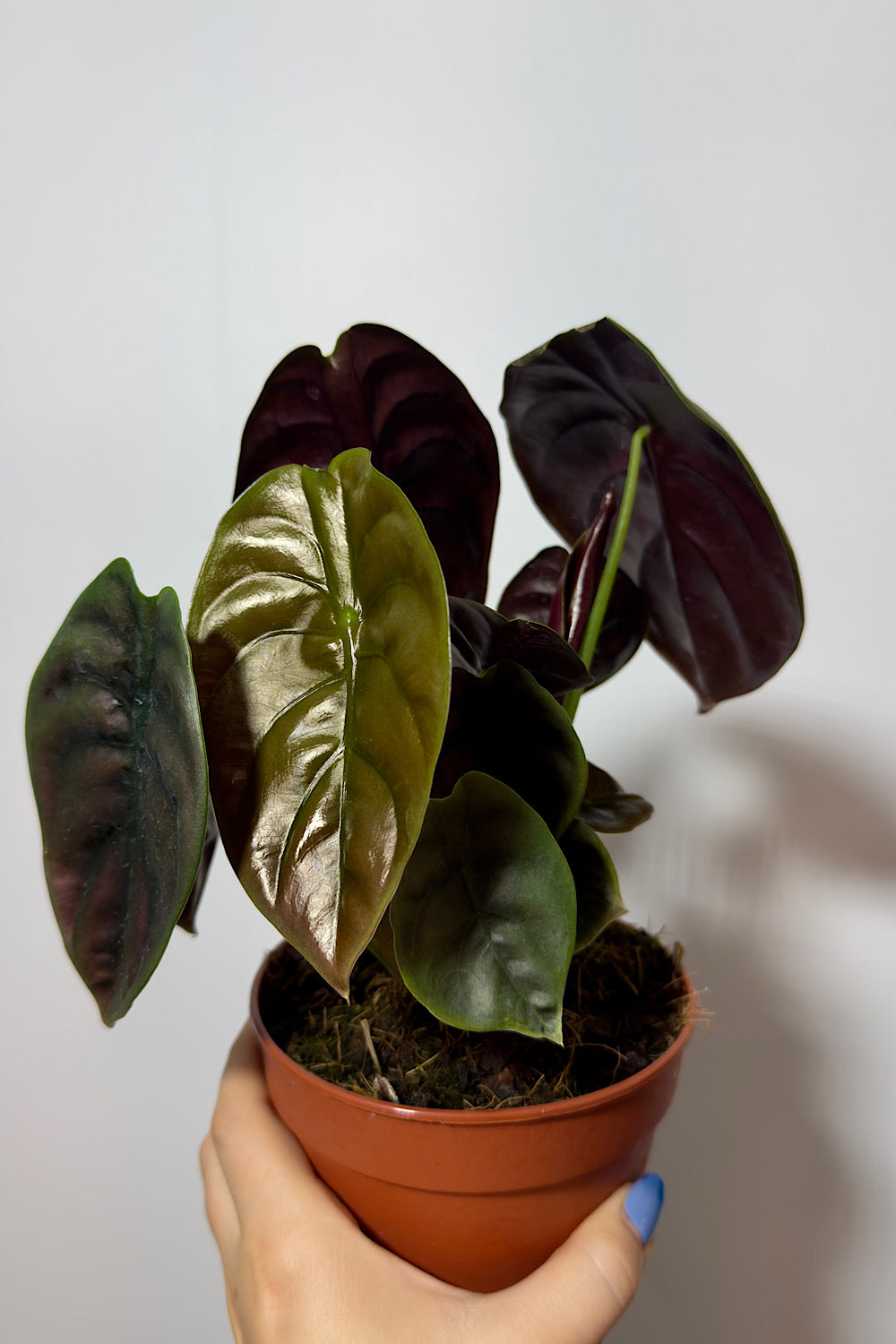 Alocasia cuprea 'Red Secret'