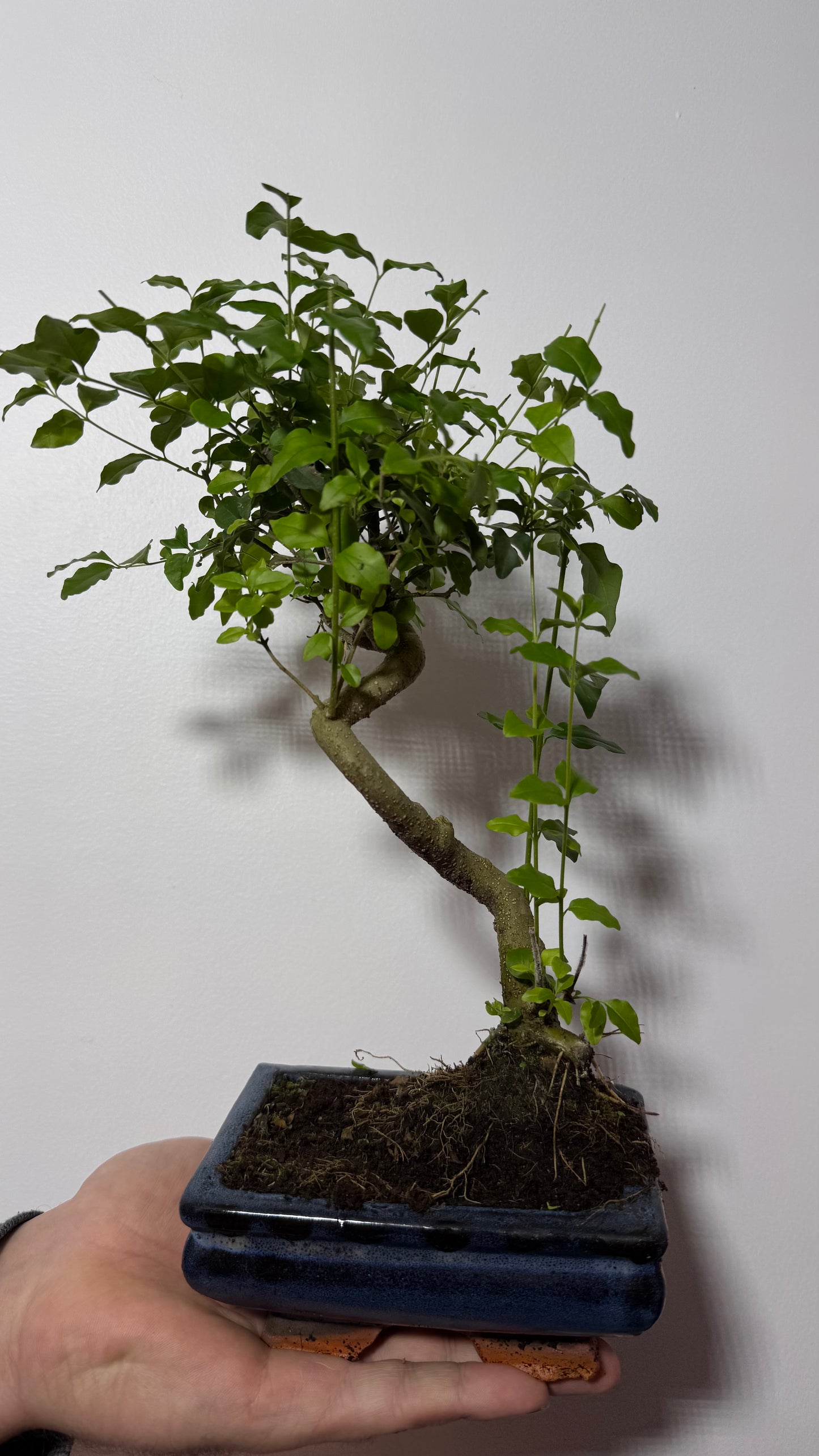 Bonsai Ligustrum