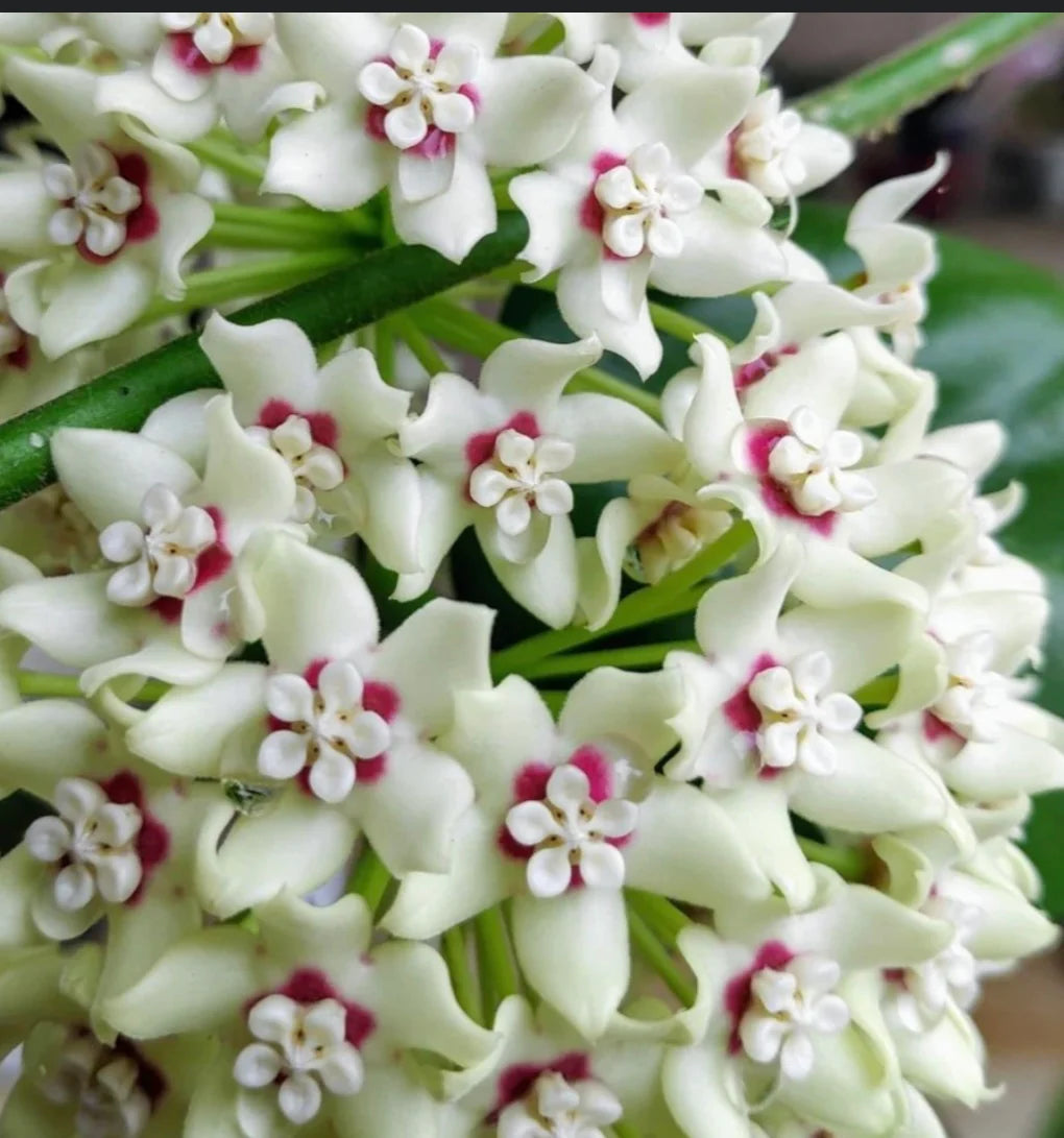 Hoya Australis Lisa