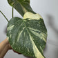 Monstera Thai Constellation 7