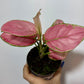 Aglaonema Red Joy