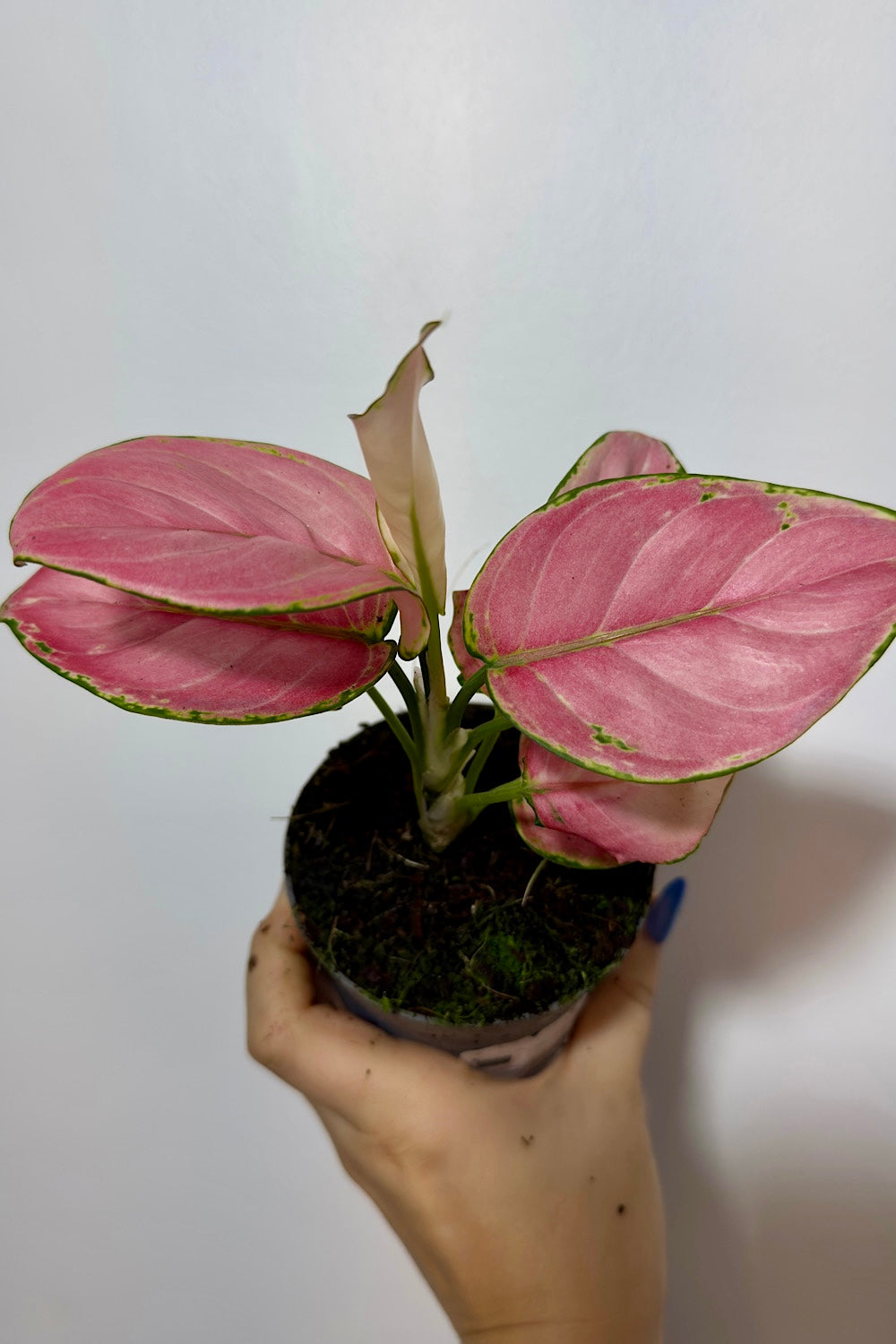 Aglaonema Red Joy