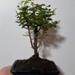 Bonsai Sageretia