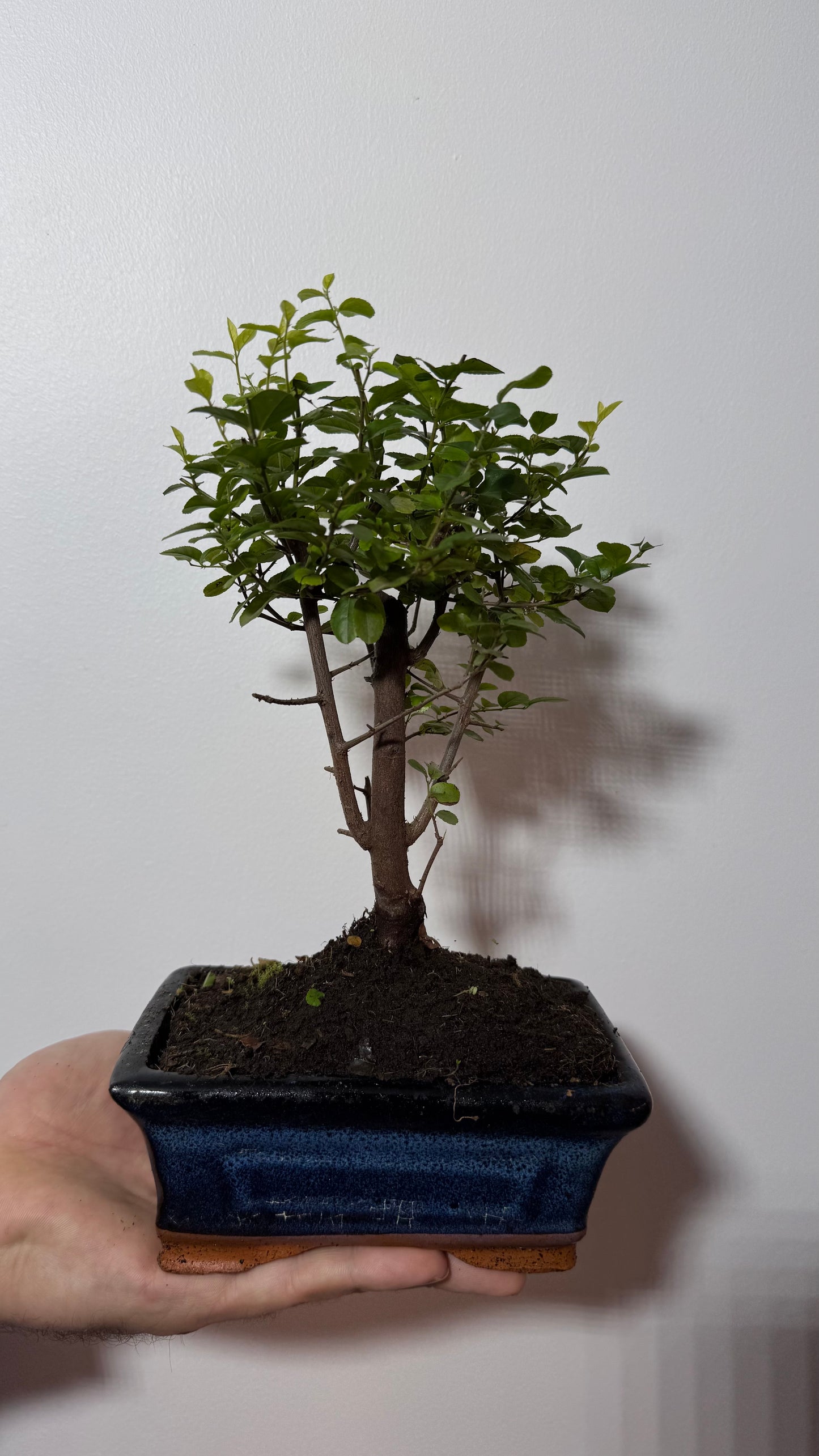 Bonsai Sageretia