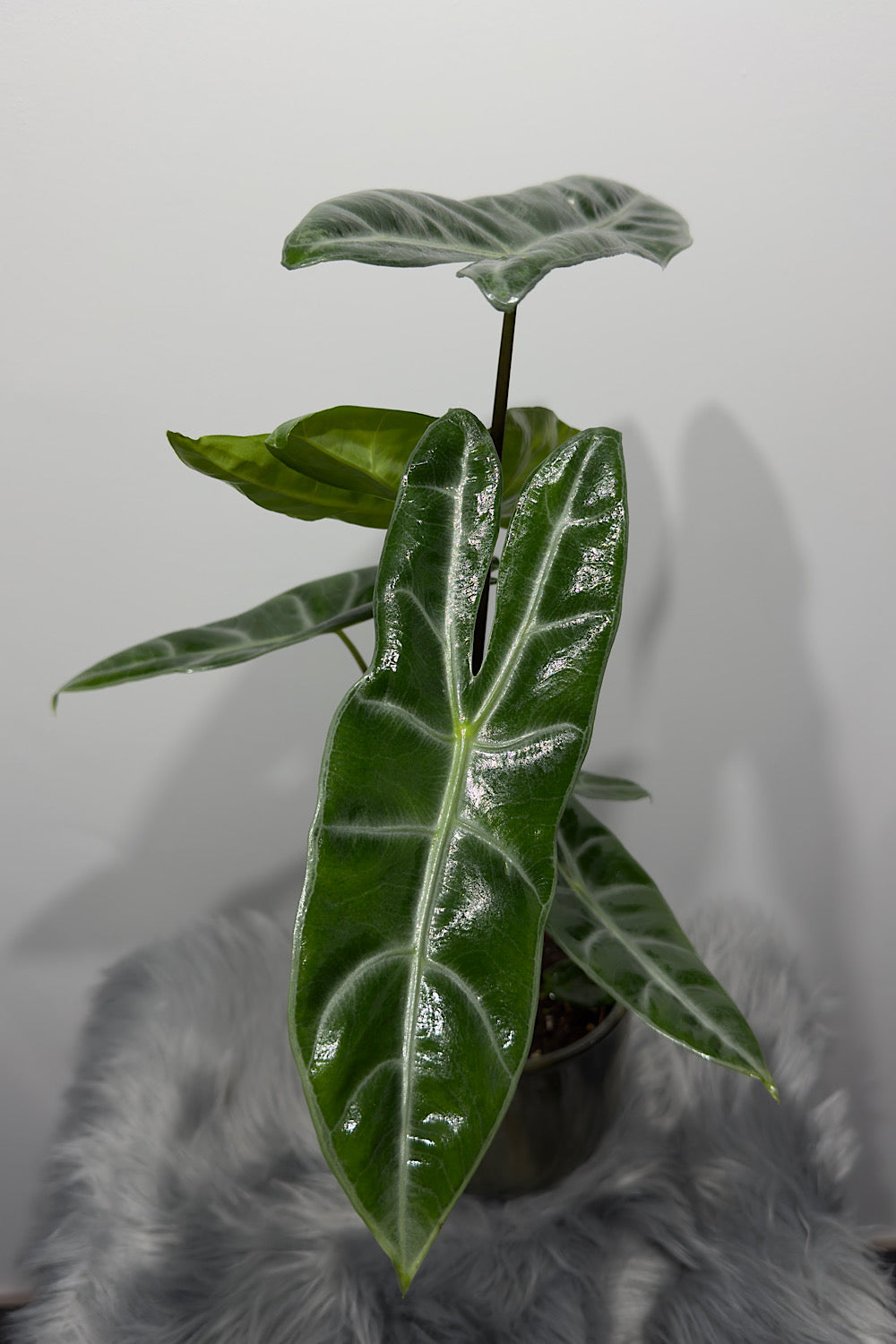 Alocasia Longiloba