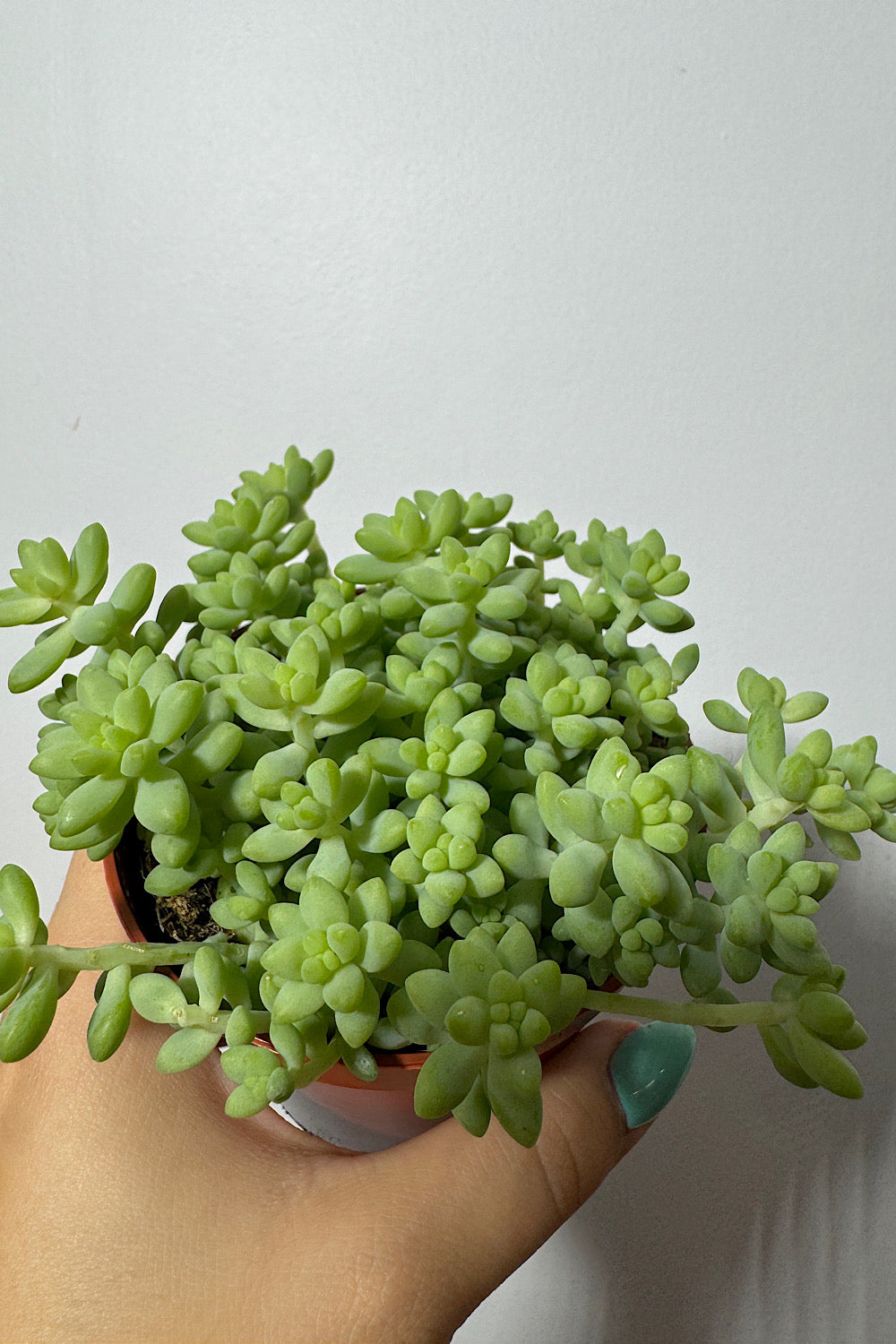 Sedum burrito