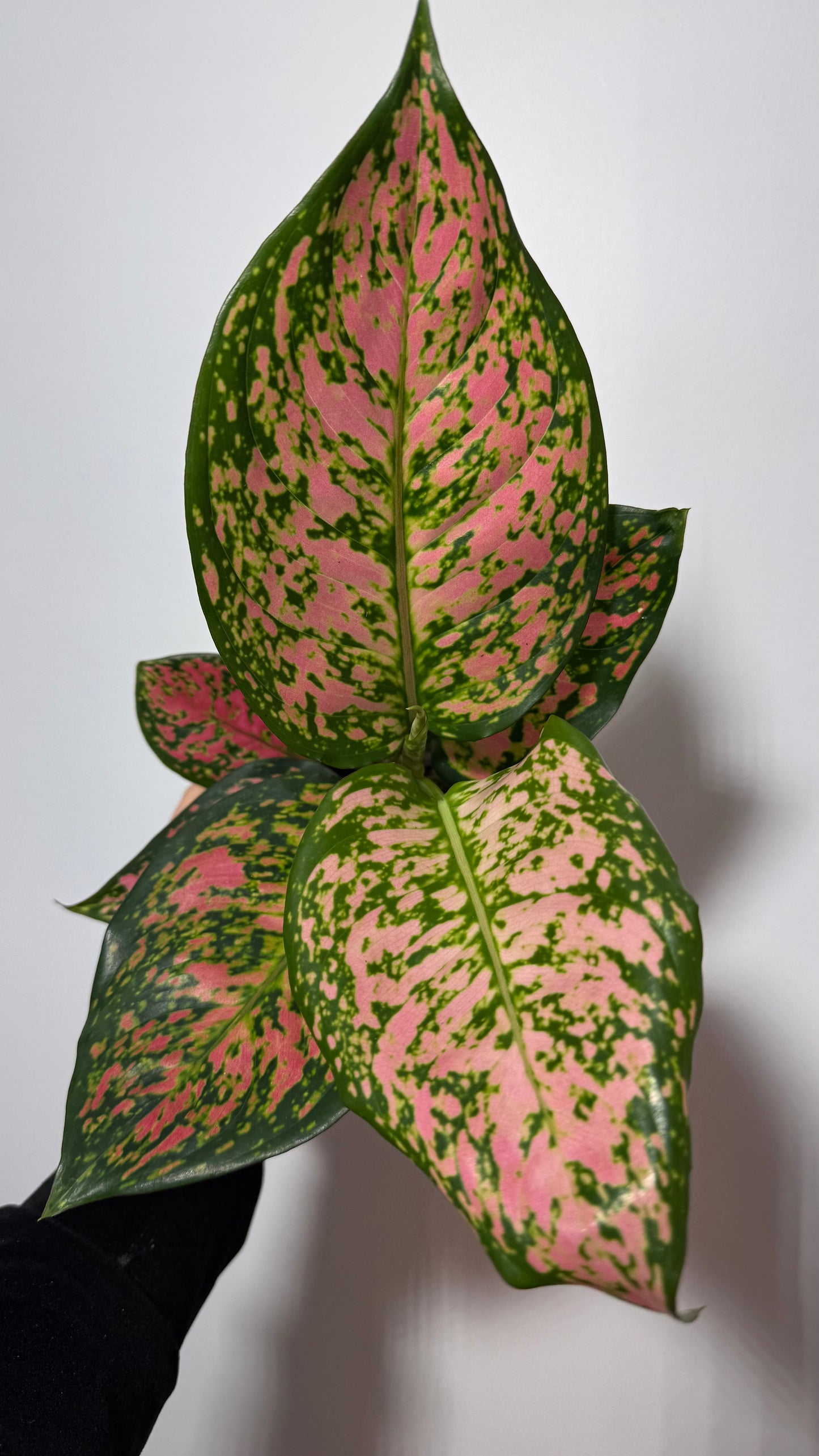 Aglaonema 9