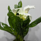 Zantedeschia 2