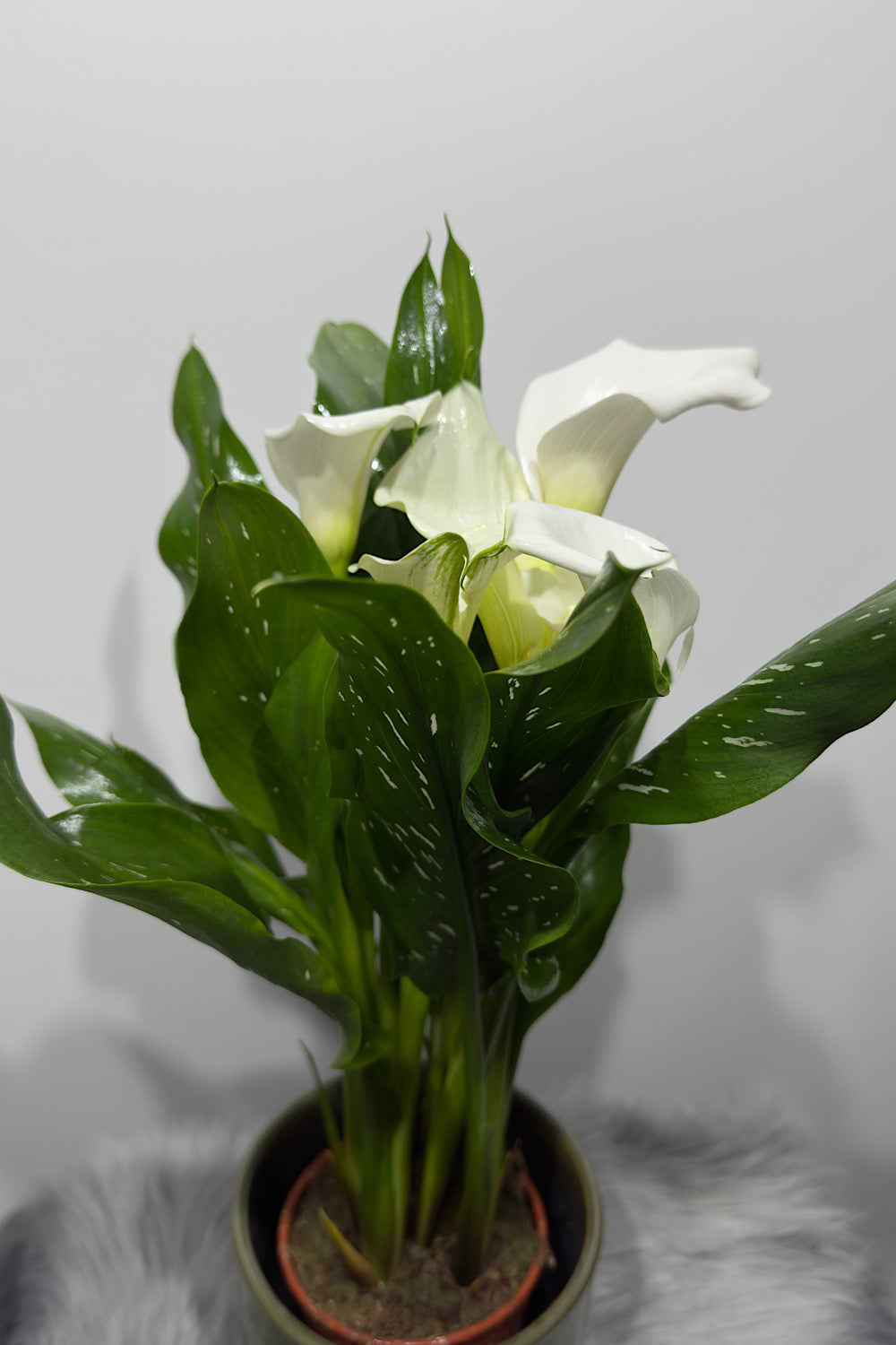 Zantedeschia 2