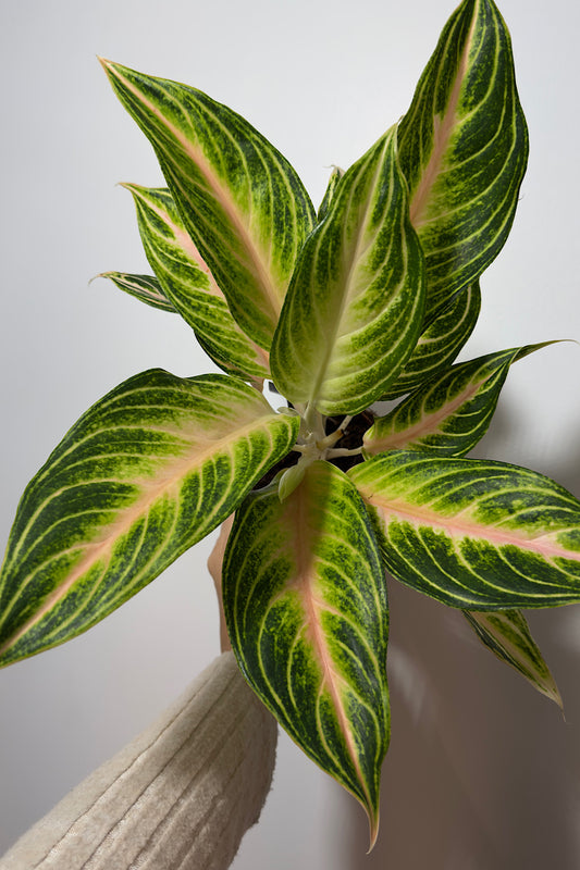 Aglaonema 1