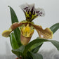 Orhideja Paphiopedilum Amerika 2