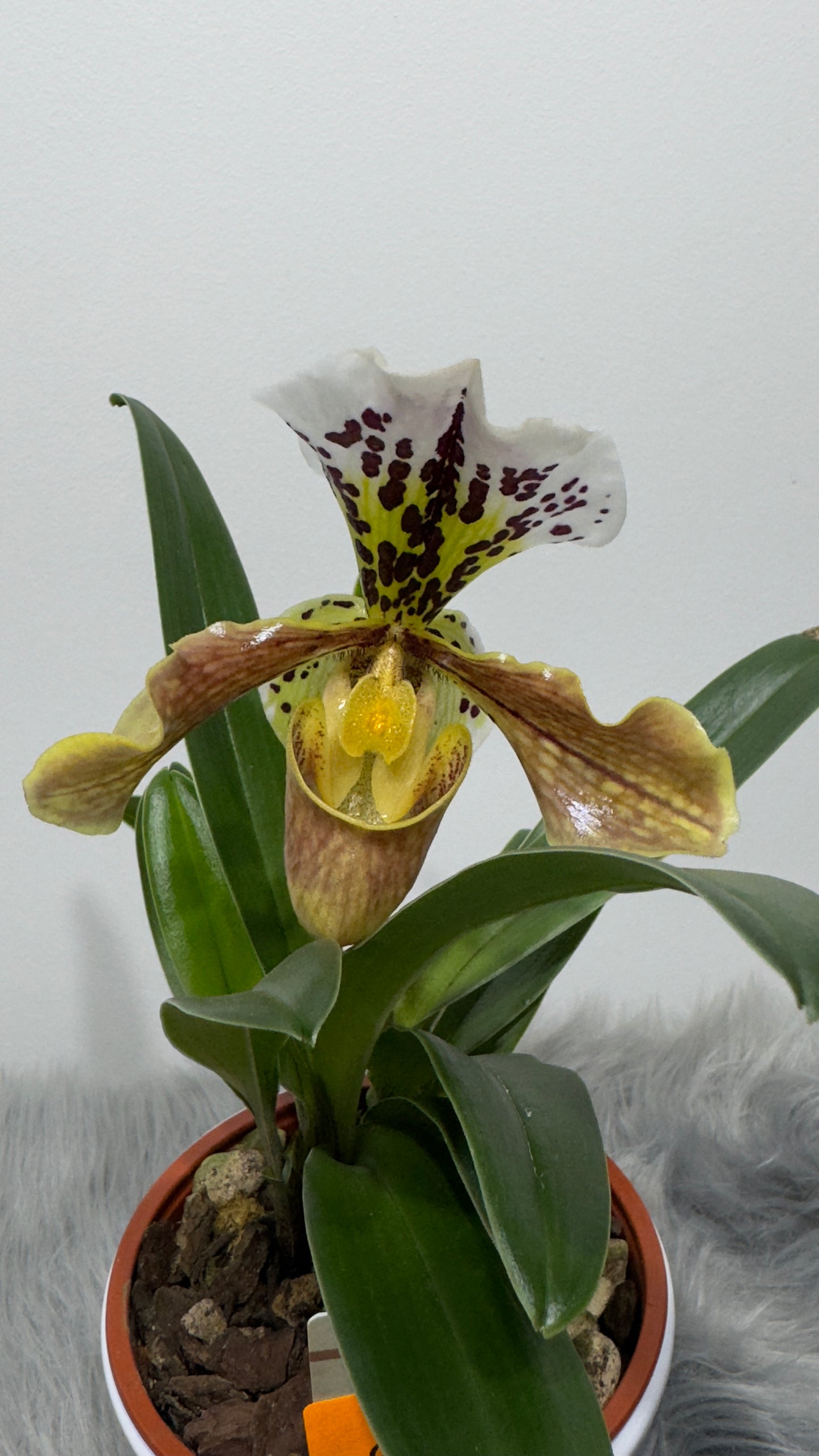 Orhideja Paphiopedilum Amerika 2