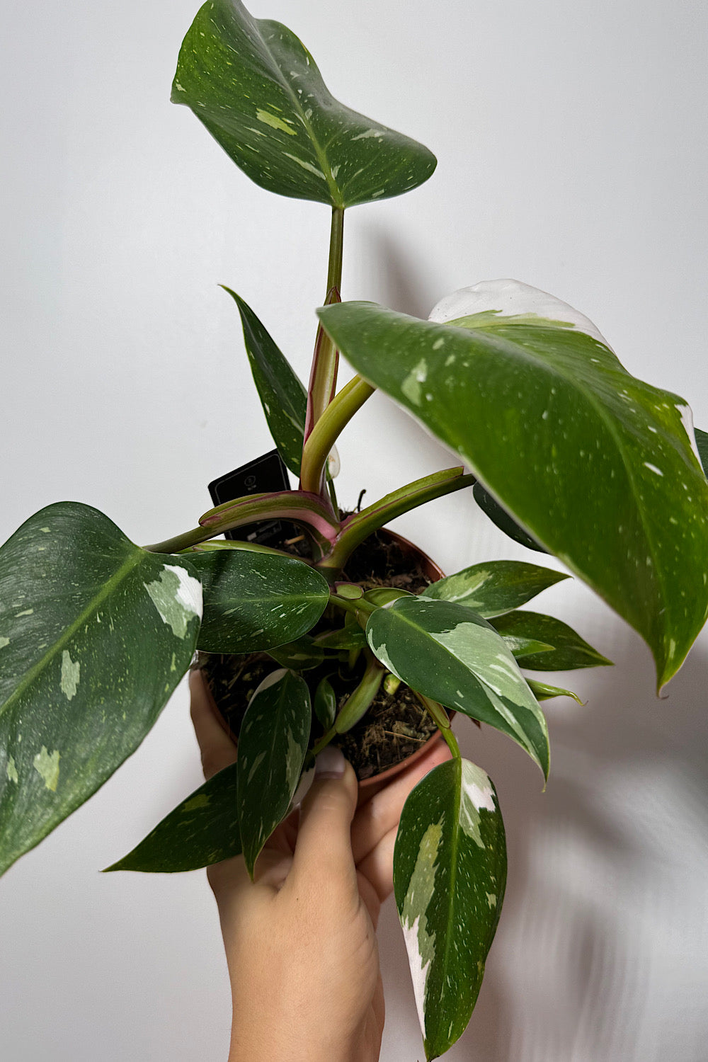 Philodendron 'White Princess'