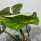 Philodendron Plowmanii