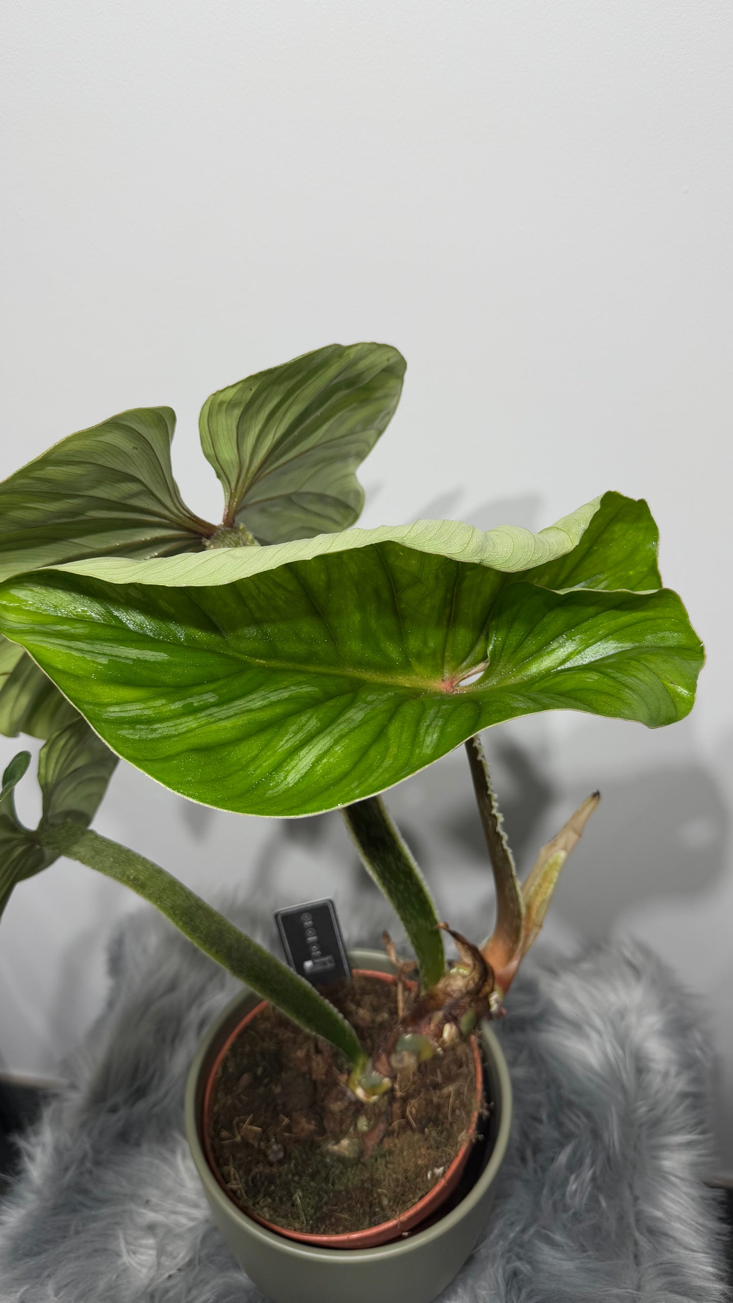 Philodendron Plowmanii