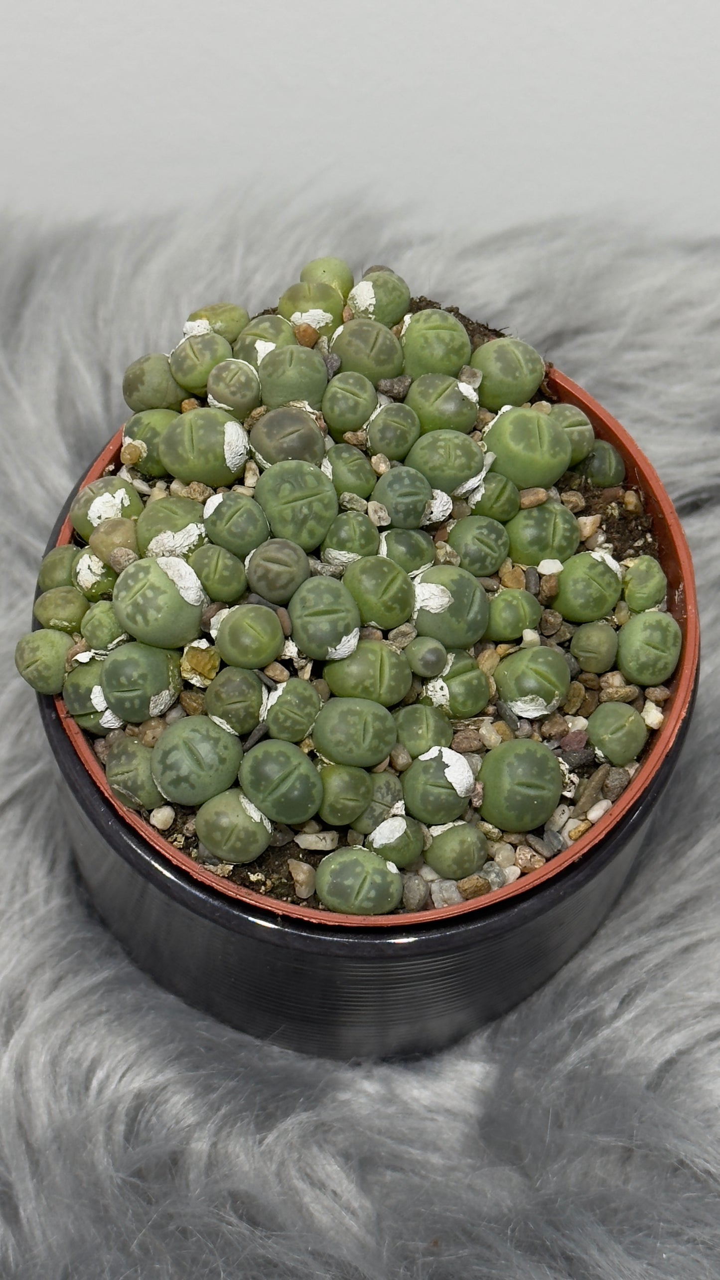 Lithops 3