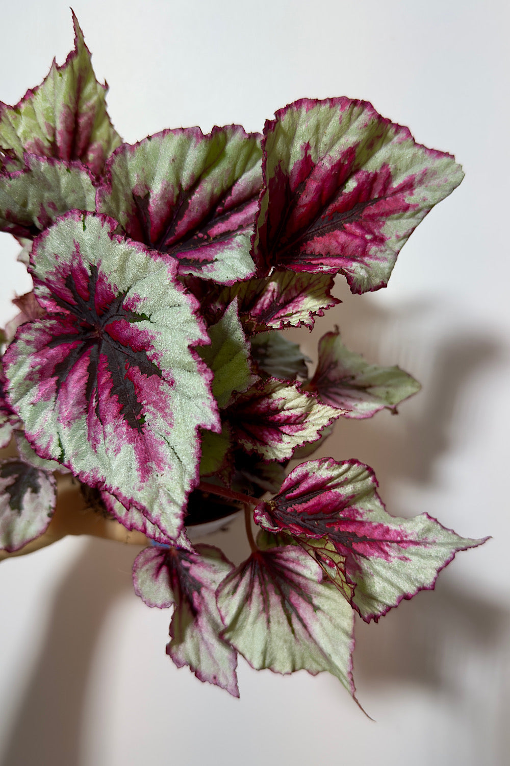Begonia Beleaf 2 – www.augi-plants.lv