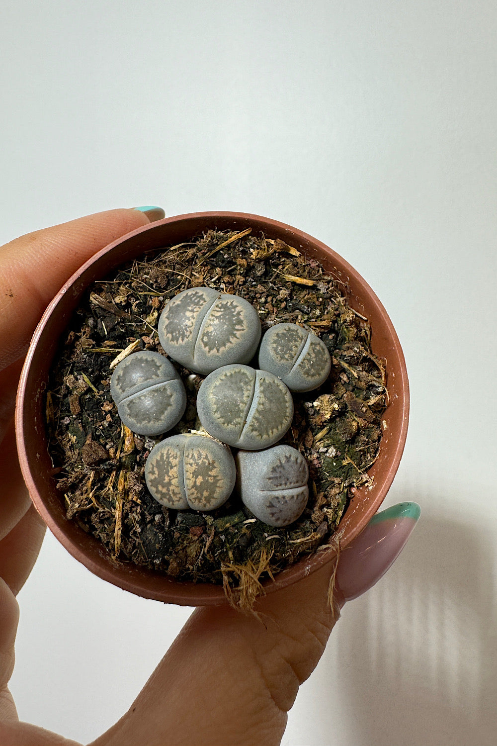 Lithops