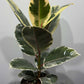 Ficus elastica Ruby