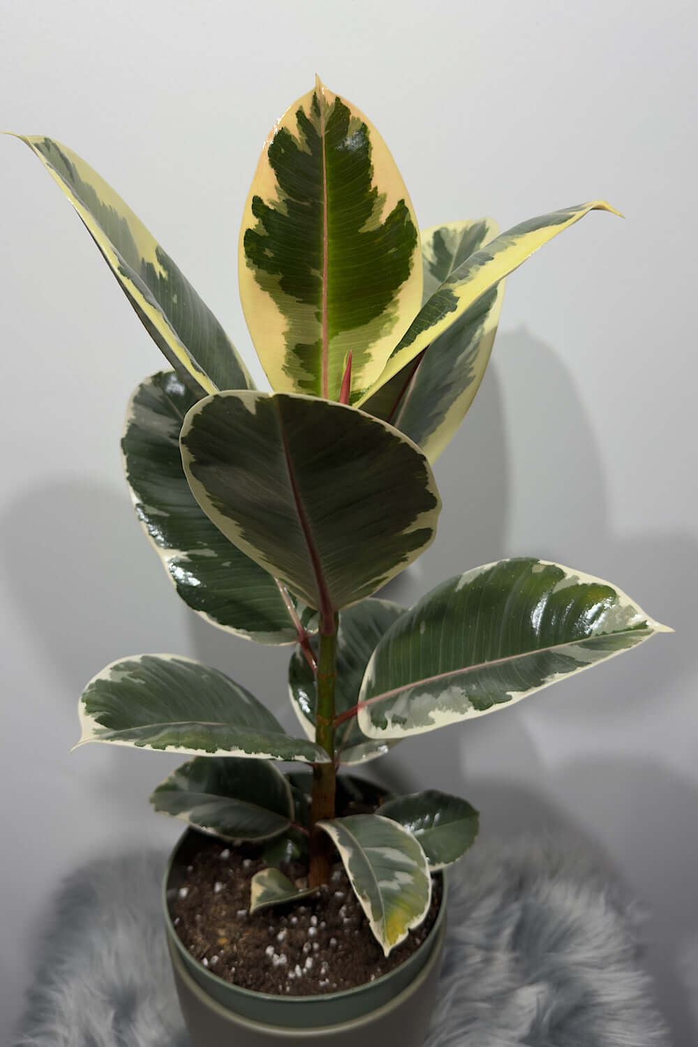 Ficus elastica Ruby