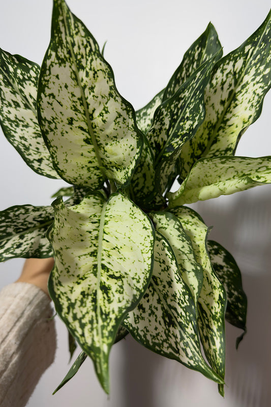 Aglaonema 6