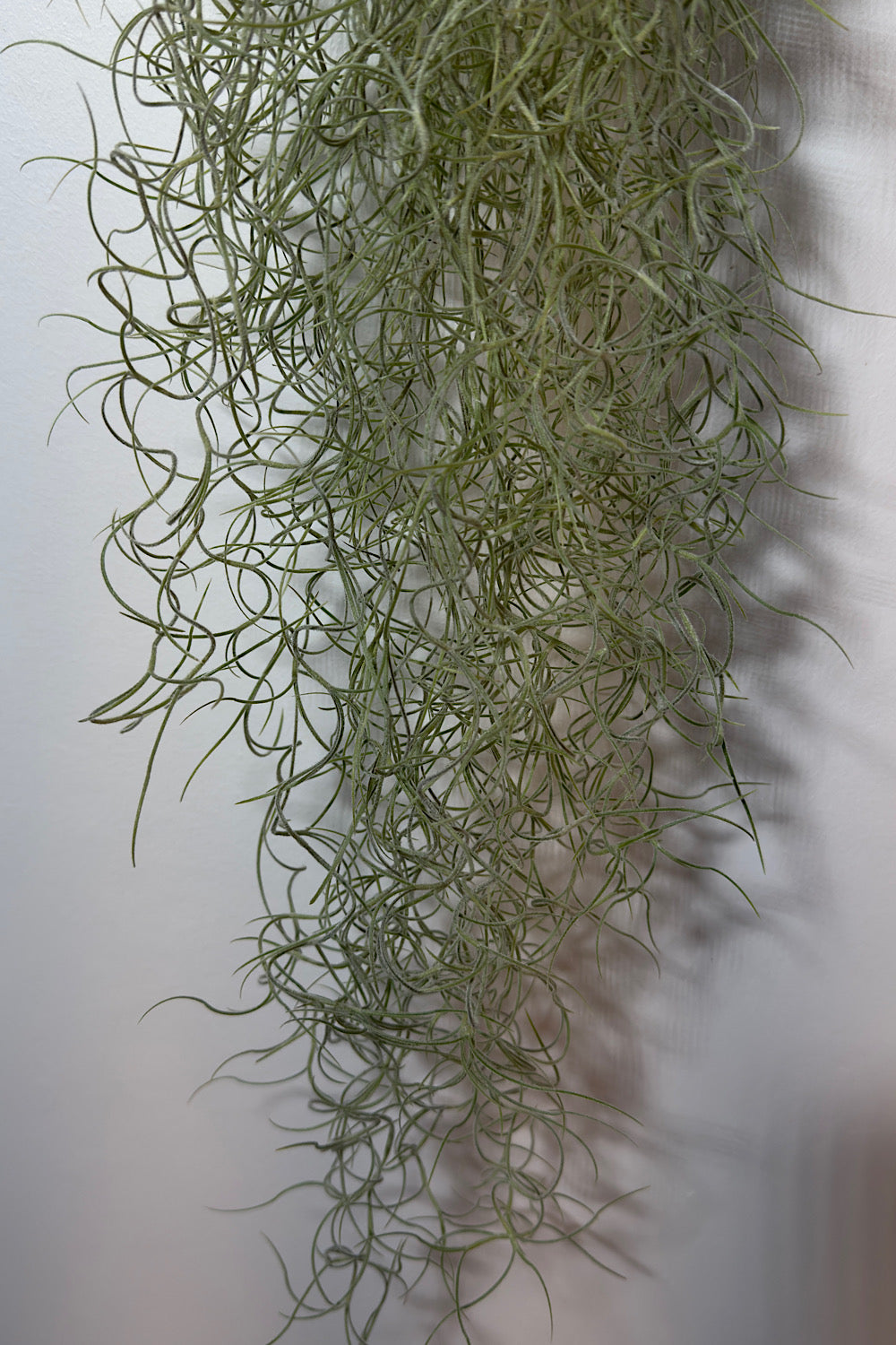 Воздушный завод Tillandsia Usneoides Воздушный завод