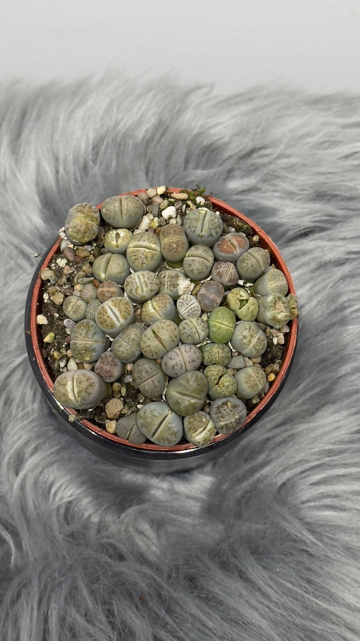 Lithops 2