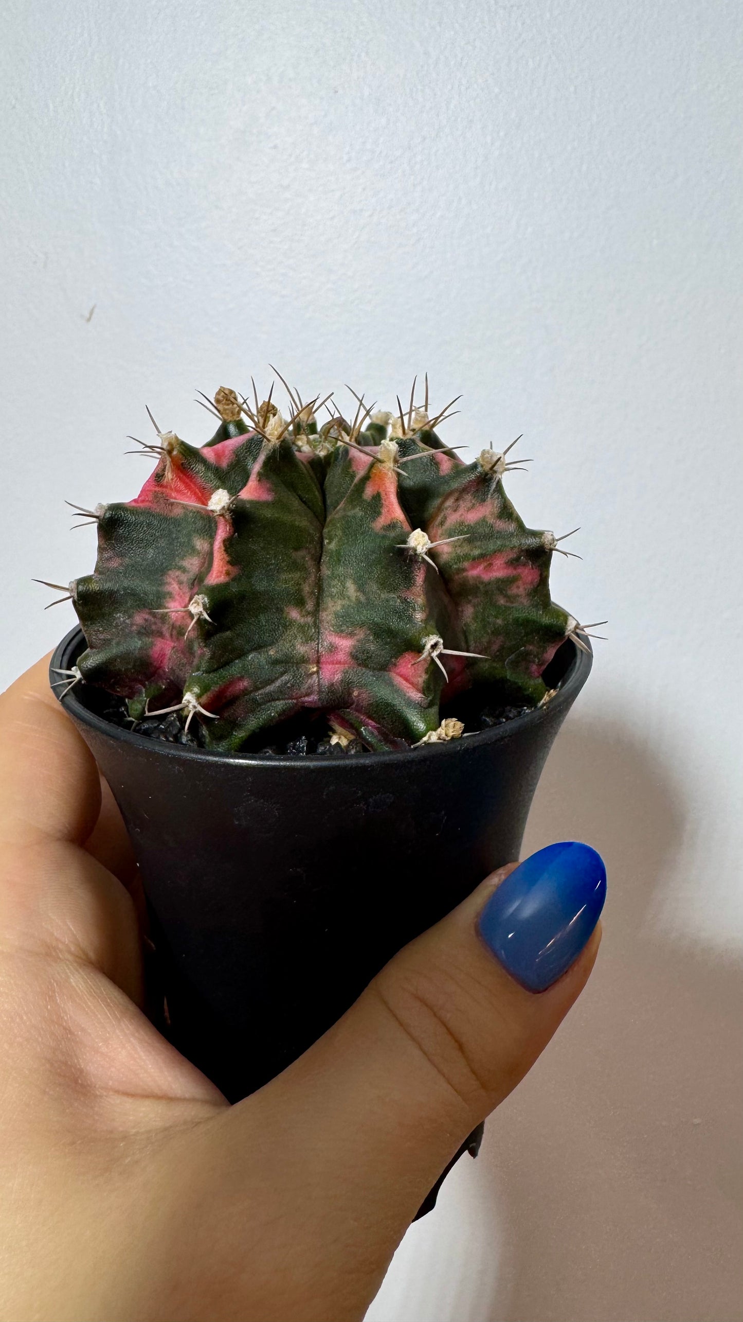 Gymnocalycium mihanovichii variegata