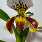 Orhideja Paphiopedilum Amerika 3