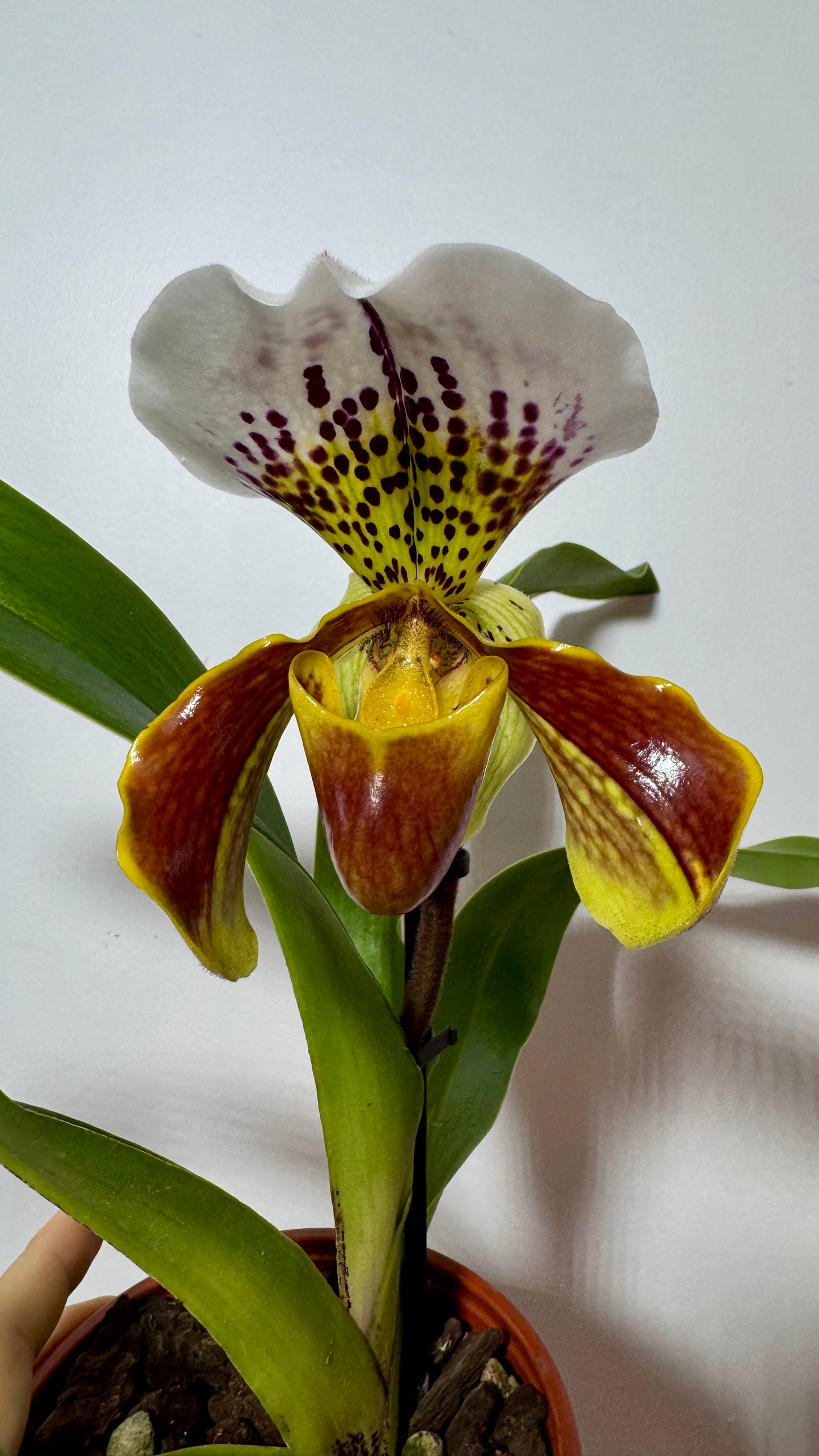 Orhideja Paphiopedilum Amerika 3