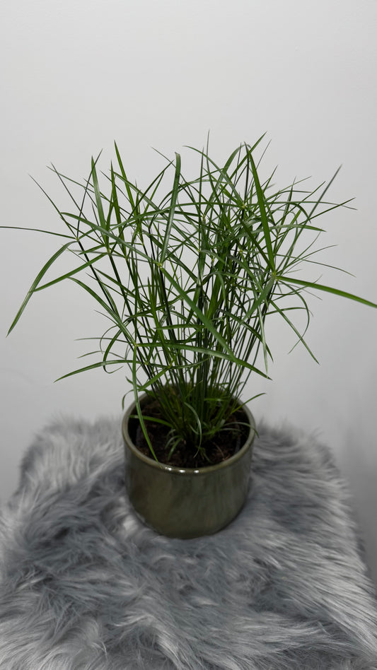 Cyperus Jela