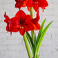 Amaryllis 1