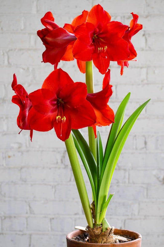 Amaryllis 1