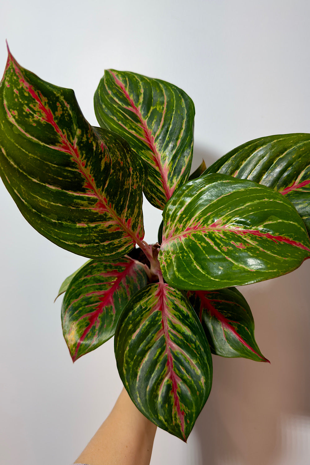 Aglaonema 12