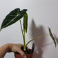 Alocasia Frydek