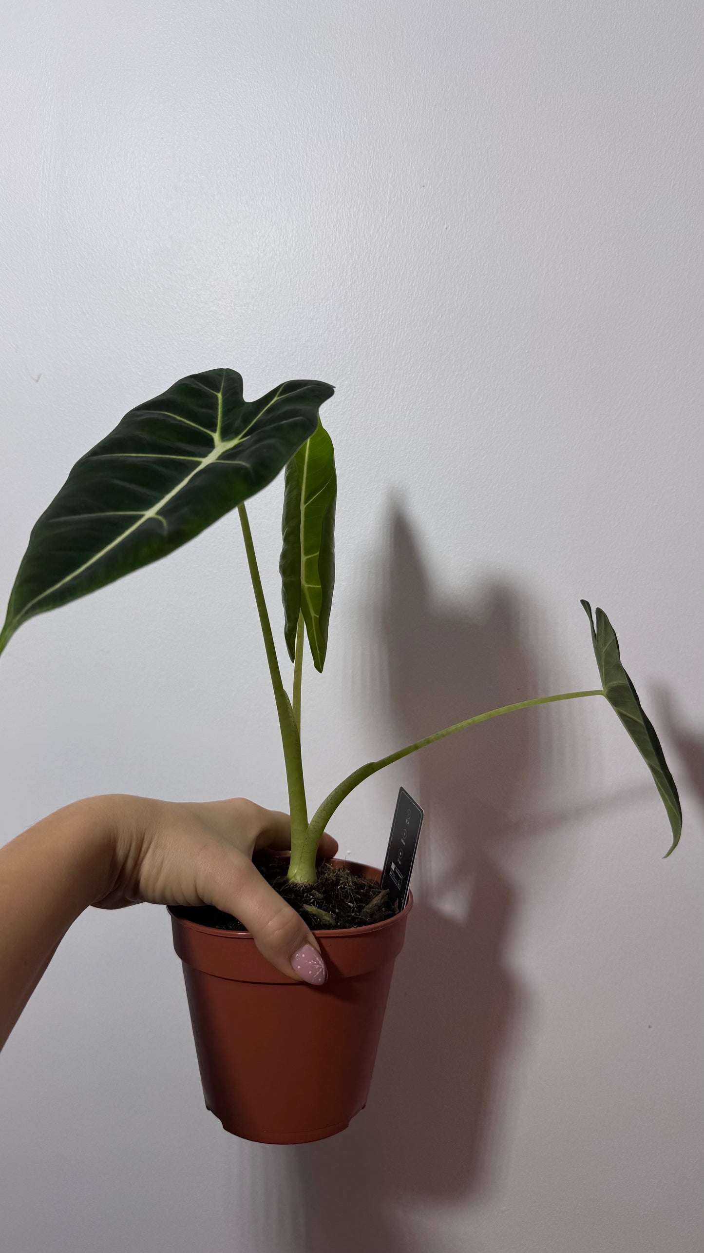 Alocasia Frydek