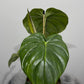 Philodendron Pastazanum