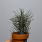 Gaisa augs Tillandsia Air plant 2