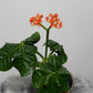 Jatropha Podagrica