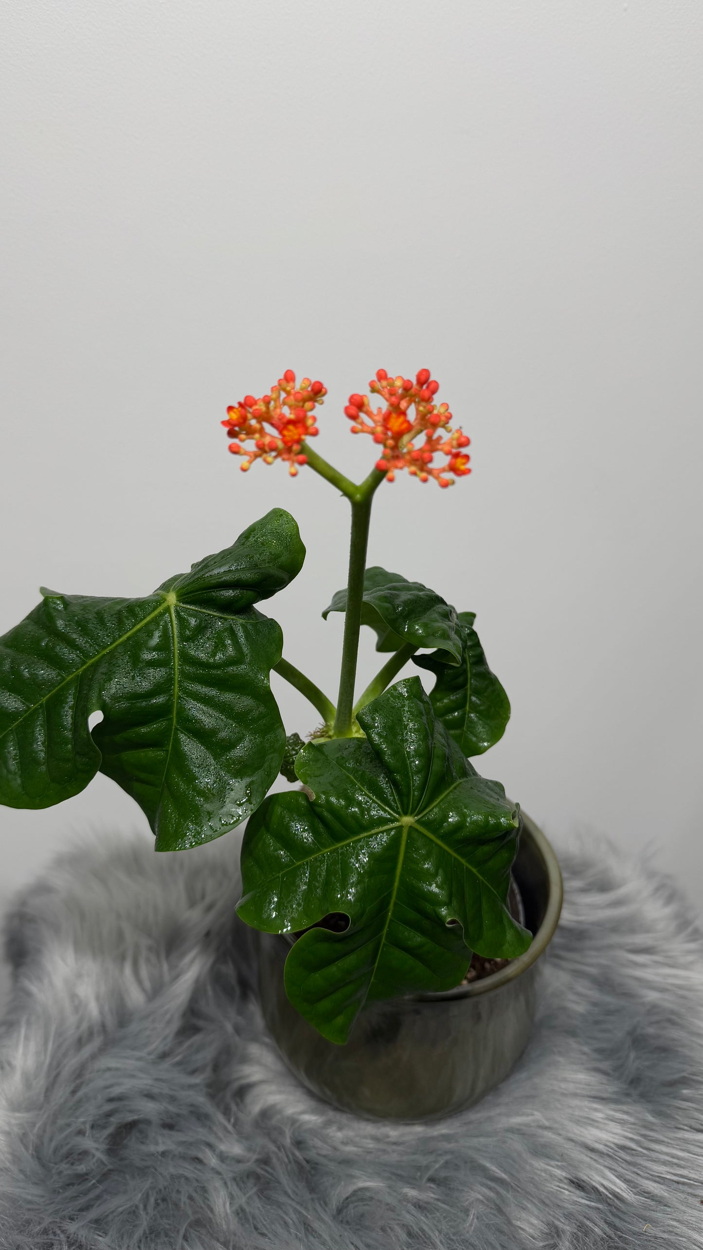 Jatropha Podagrica