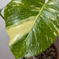 Monstera Thai Constellation 7