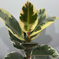 Ficus elastica Ruby