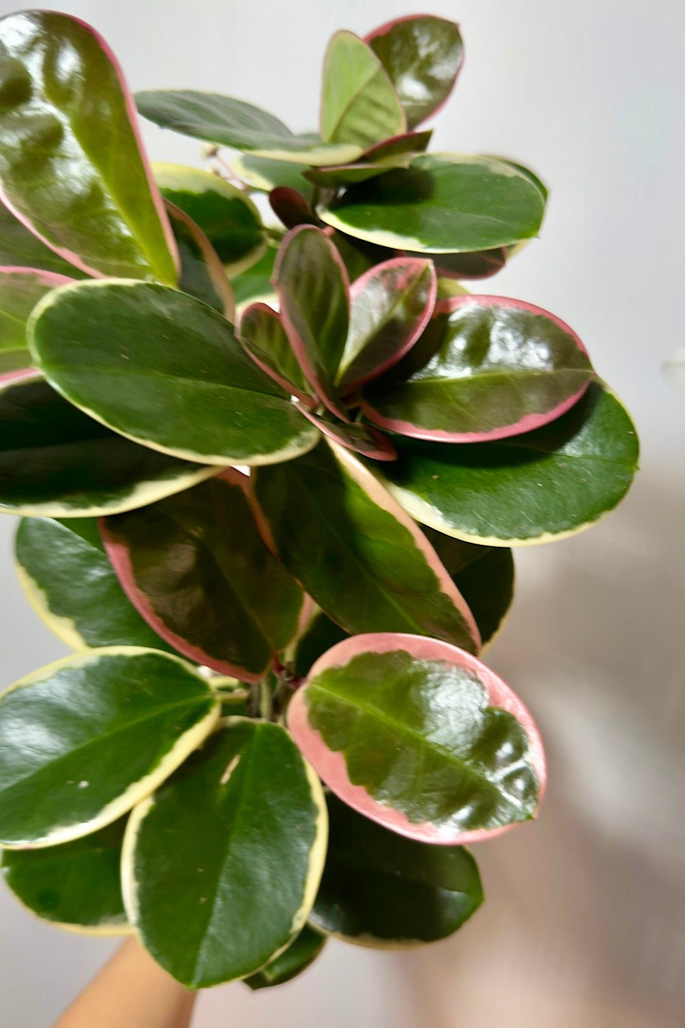 Hoya Australis Blondie