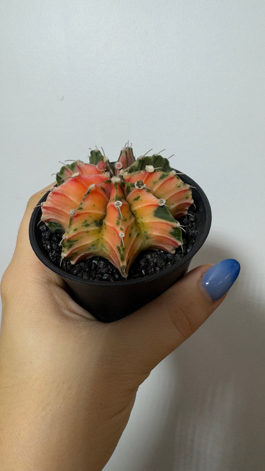 Gymnocalycium mihanovichii variegata