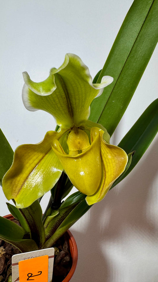 Orhideja Paphiopedilum Amerika 2