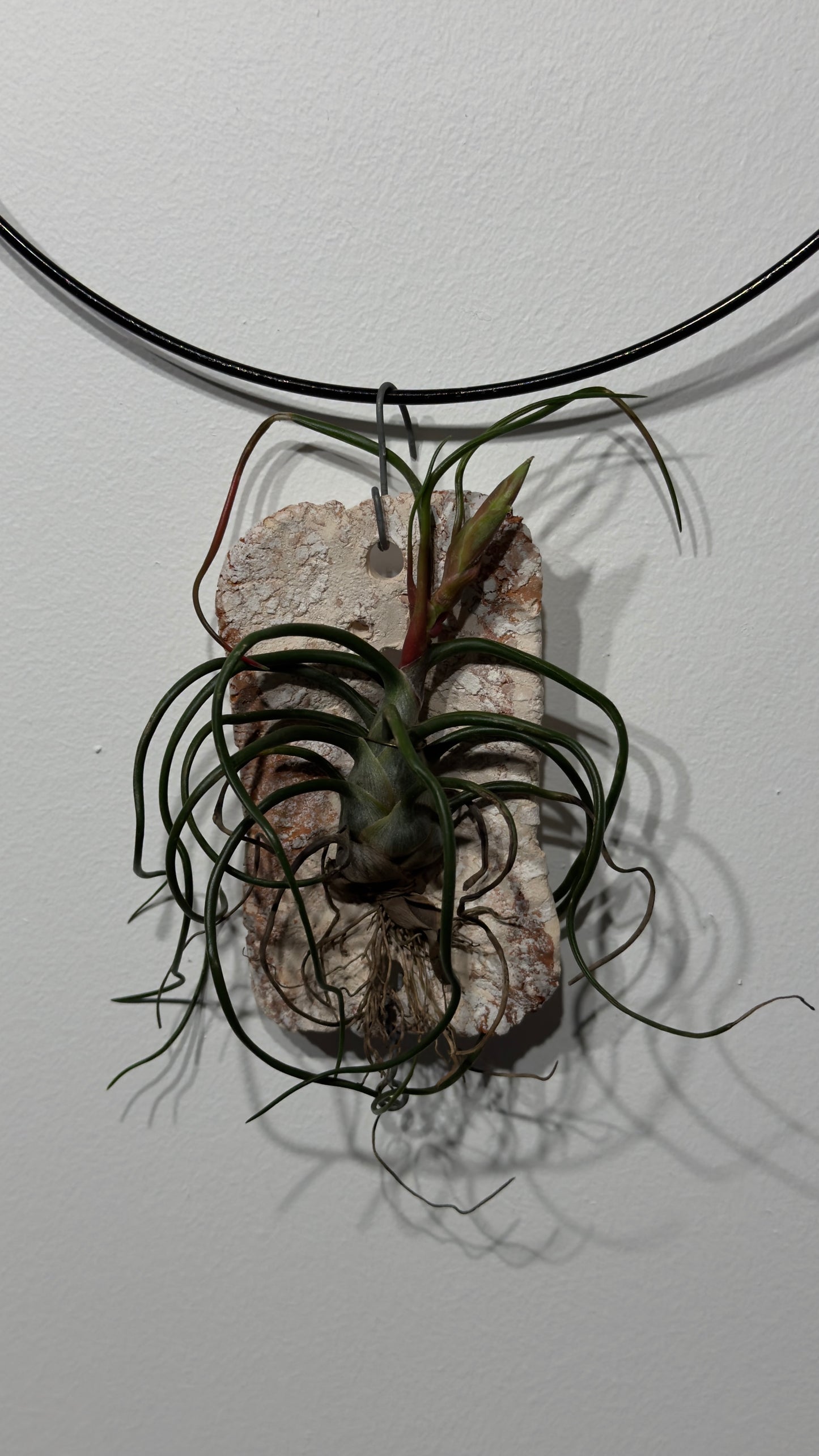 Gaisa augs Tillandsia Air plant 4