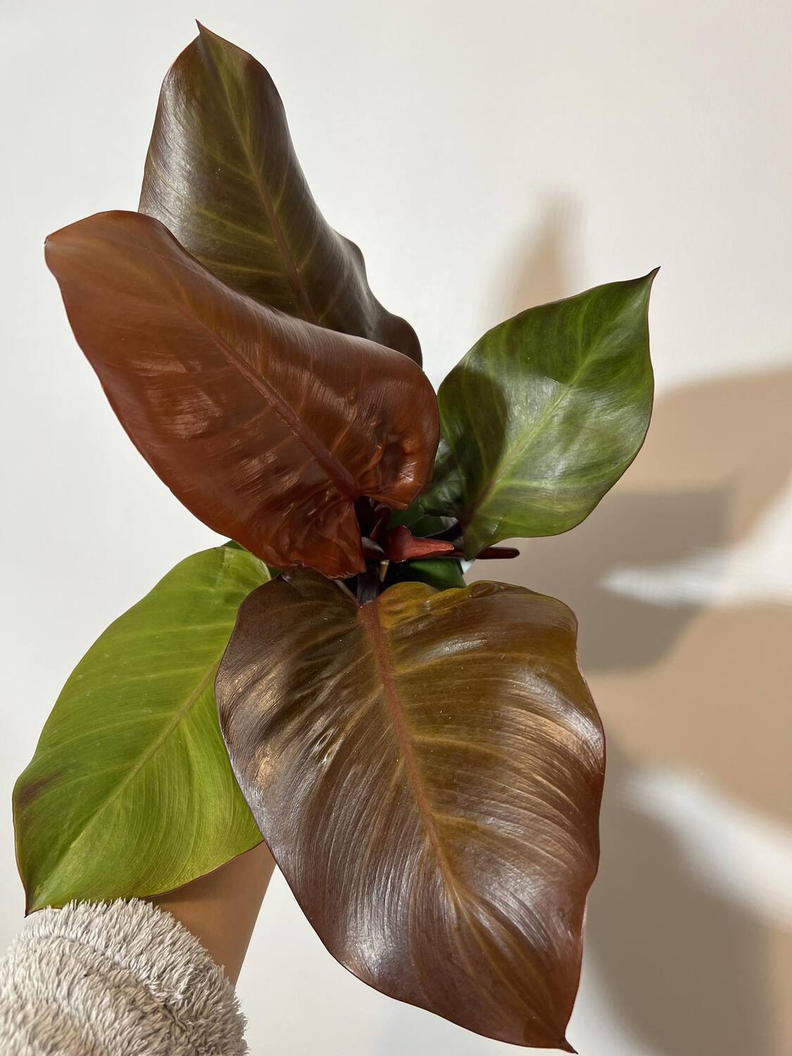 Philodendron Päikesevalgus