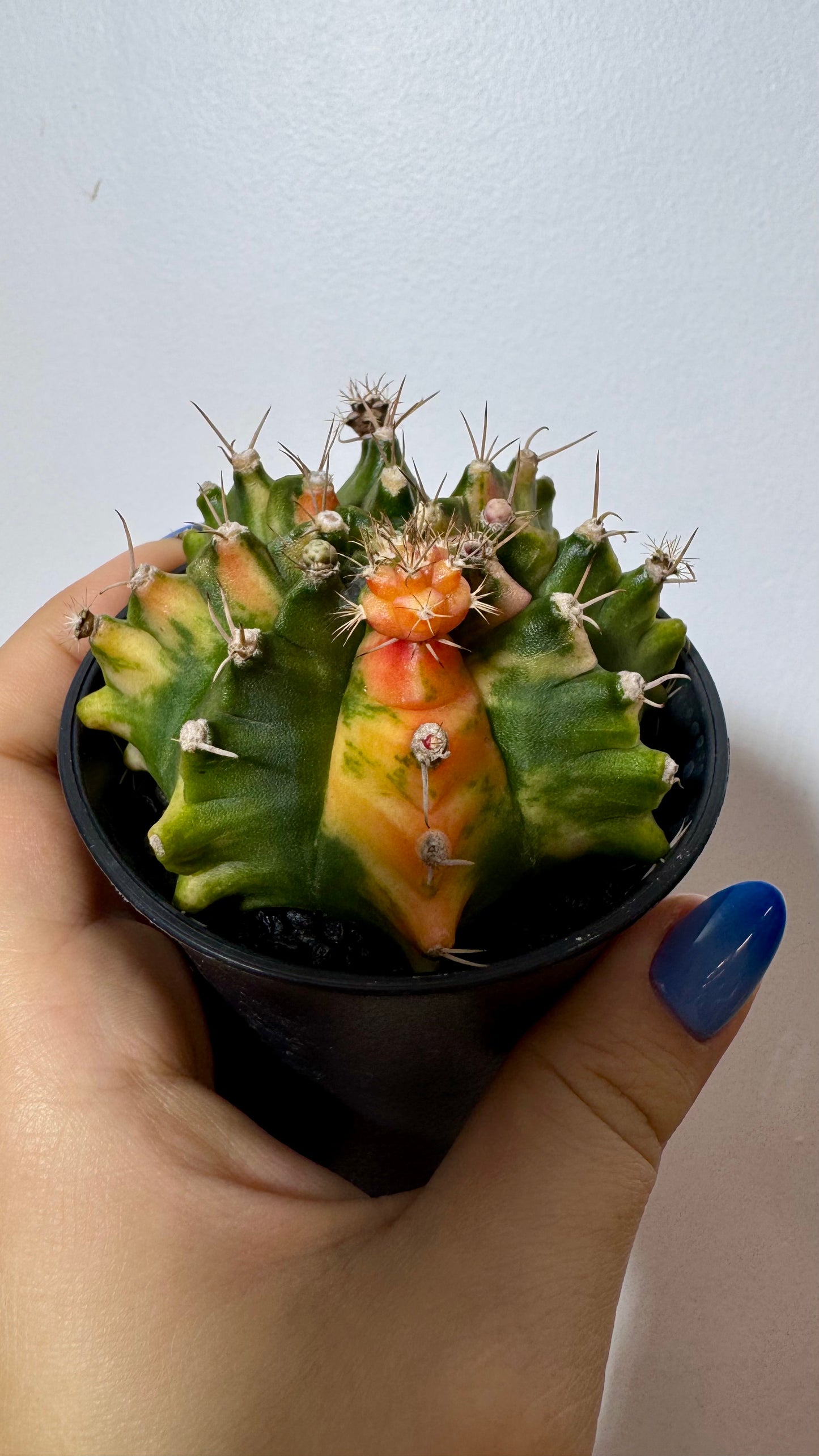 Gymnocalycium mihanovichii variegata