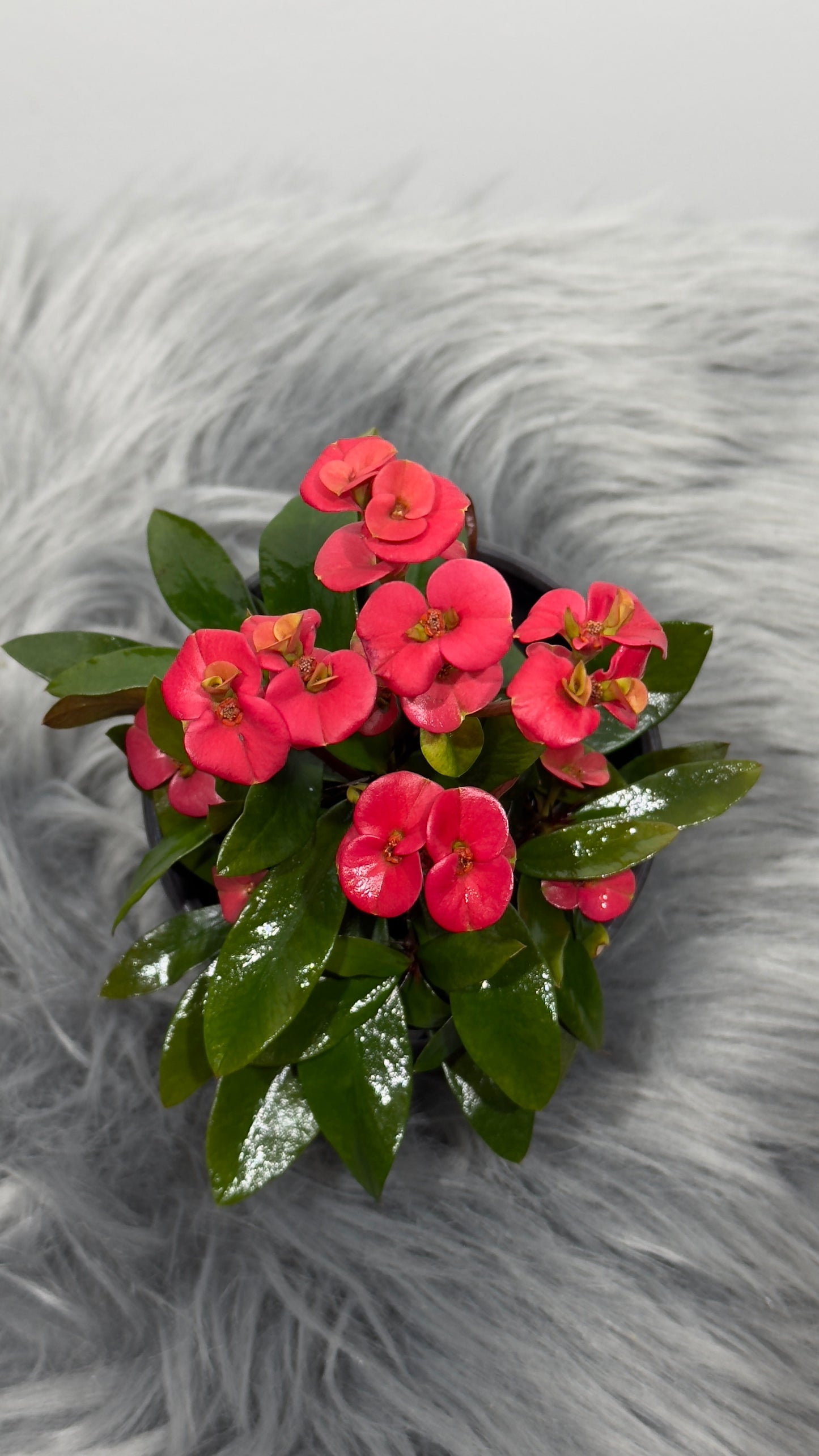 Euphorbia Milii Red