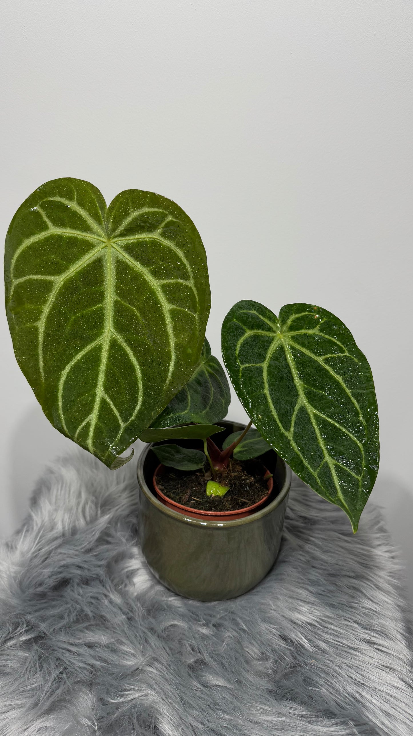 Anthurium magnificum